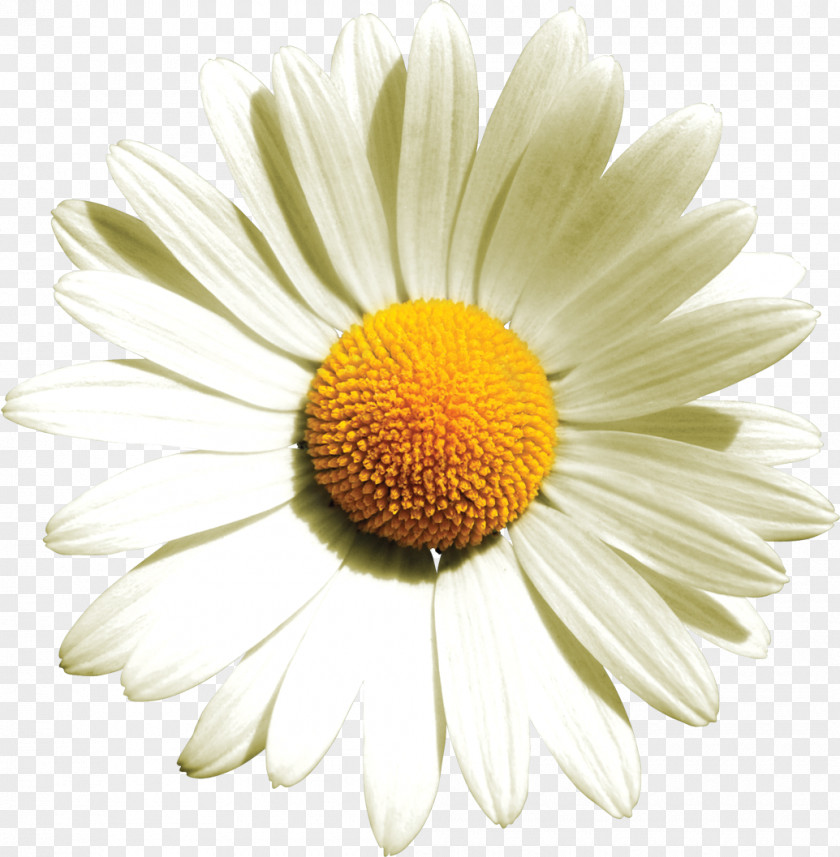 Camomile German Chamomile Flower Bouquet Common Daisy PNG