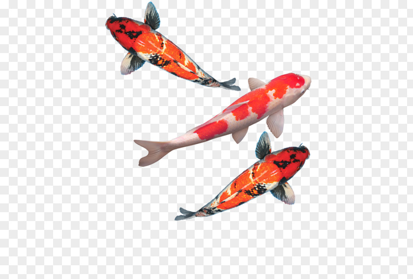 Fish Butterfly Koi Goldfish Aquarium Feed PNG