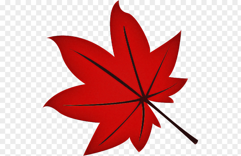 Flowering Plant Woody Maple Leaf PNG