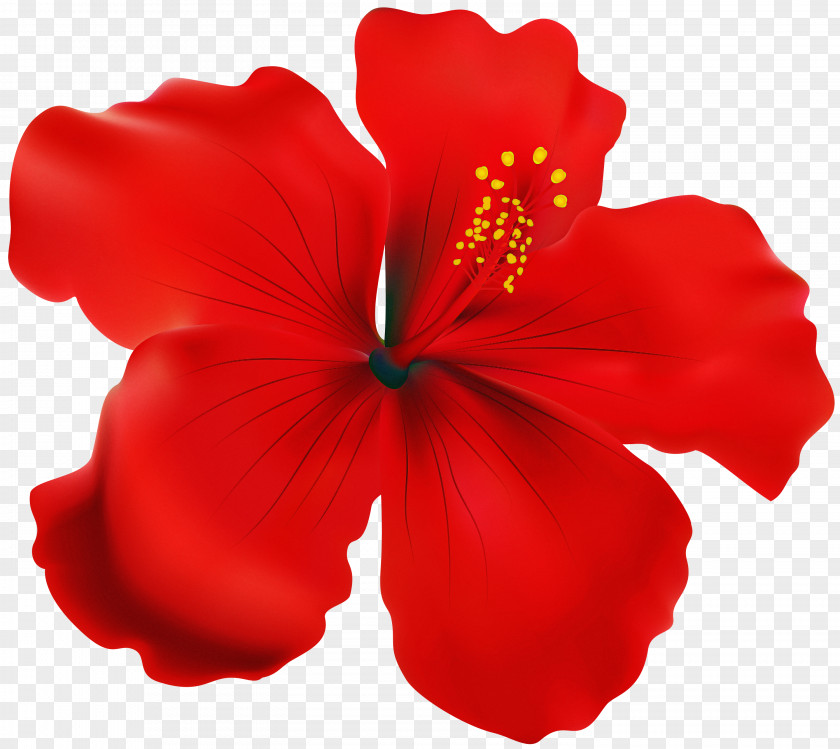 Hibiscus Petal Red Hawaiian Flower PNG