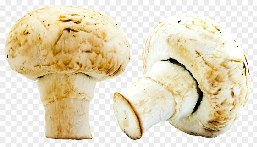 Mushrooms Ice Cream Mushroom PNG