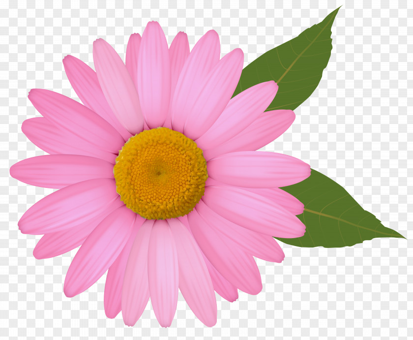 Pink Daisy Clipart Image Common Clip Art PNG