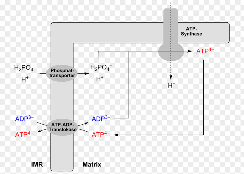 Atp ADP/ATP Translocase Adenosine Diphosphate Triphosphate Oxidative Phosphorylation PNG