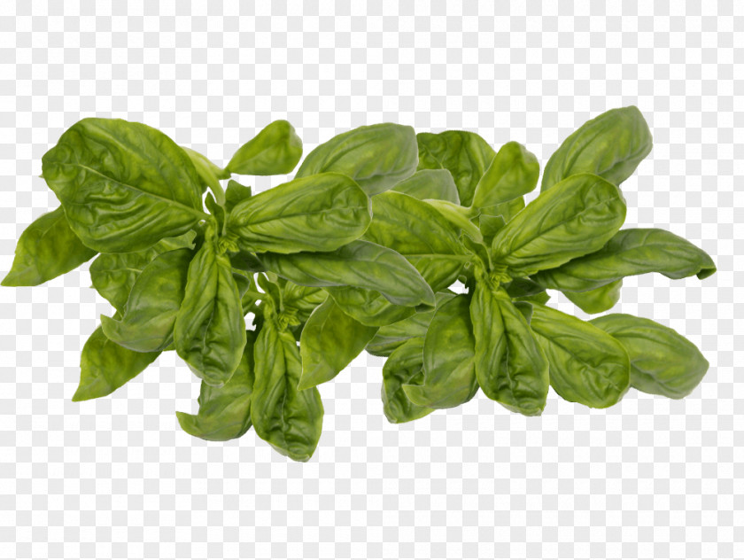 Basil Leaf Vegetable Herb Spinach PNG