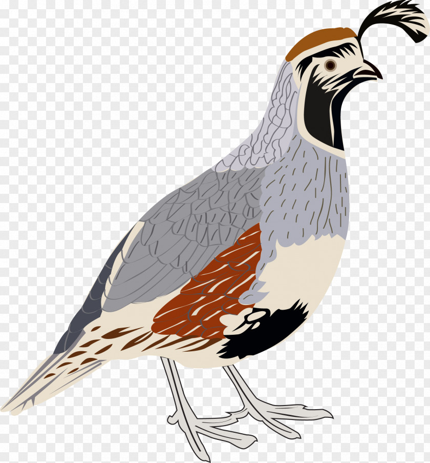 Bird Gambel's Quail Clip Art New World California PNG