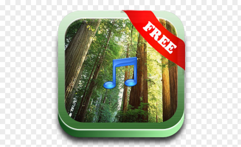 Forest Redwood National And State Parks Tree Wall Wallpaper PNG