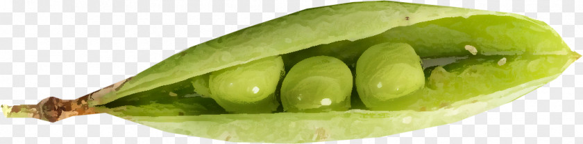 Pea Lima Bean Legume Natural Foods PNG