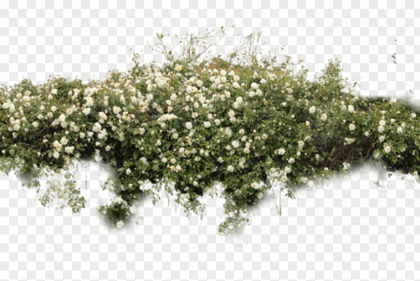 Plants Shrub Adobe Photoshop Image PNG