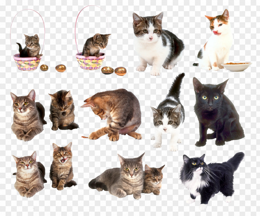 Cats Cat Kitten Clip Art PNG