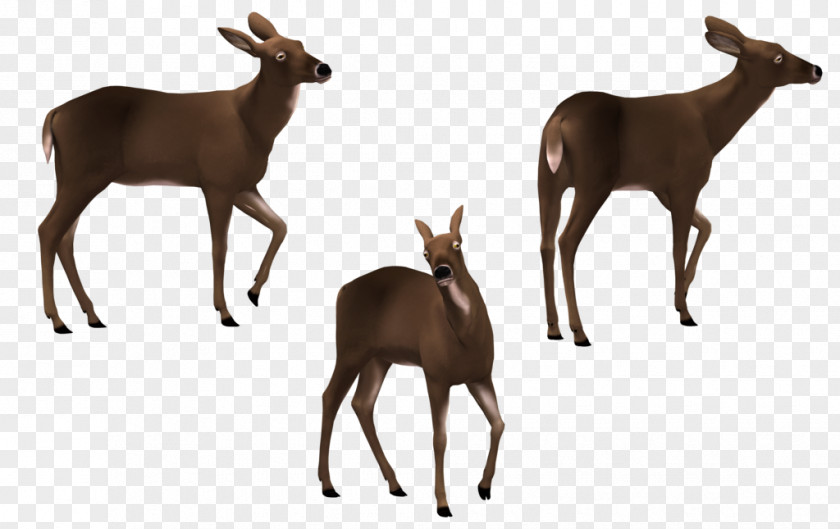 Deer Elk White-tailed Art Antelope PNG