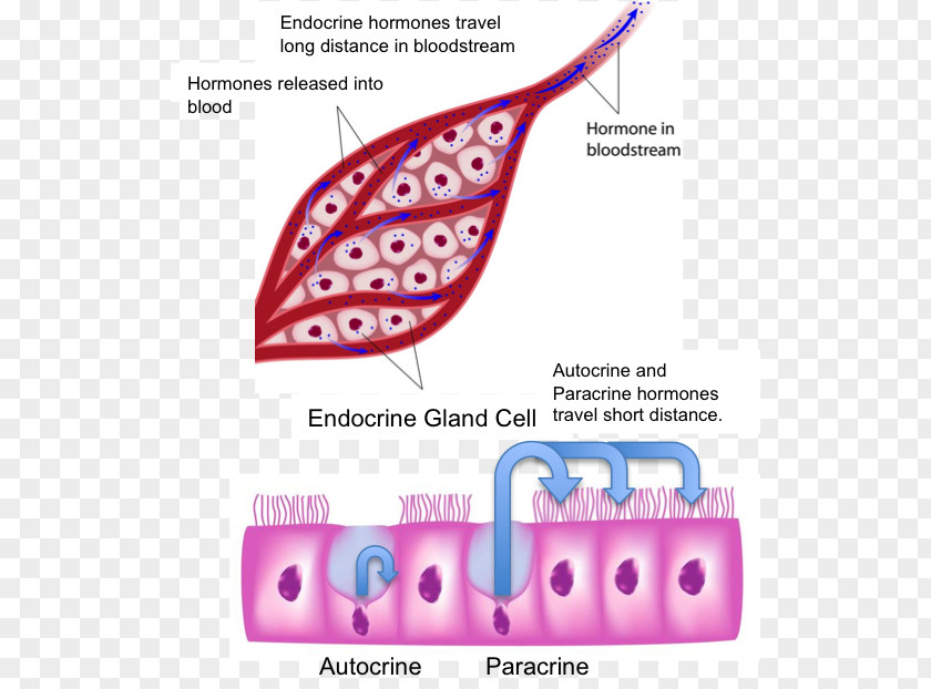 Endocrine Glands Gland System Human Body Hormone PNG