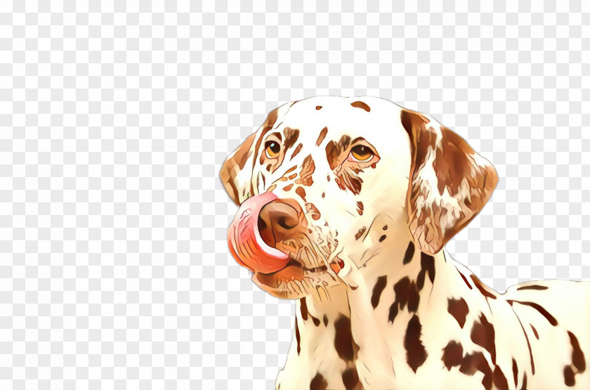 Dog Dalmatian Sporting Group Non-sporting Snout PNG