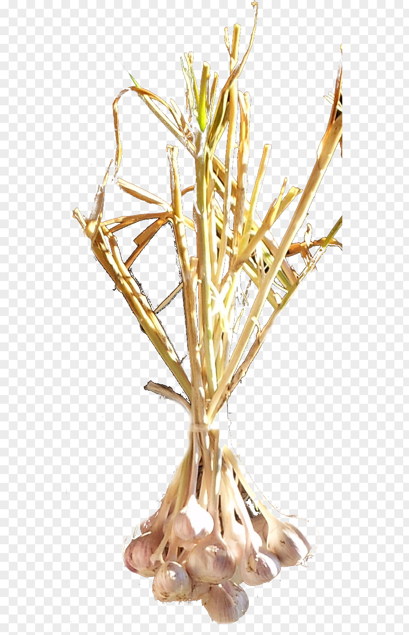 Garlic Images Twig Plant Stem Commodity Grasses PNG