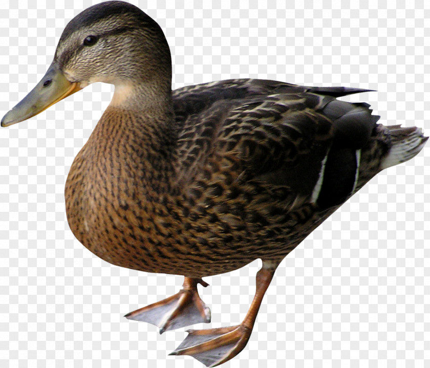 Goose Duck Mallard Bird PNG