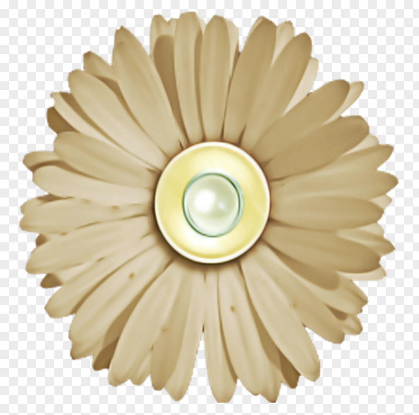 Plant Flower Gerbera Ceiling Beige Petal PNG