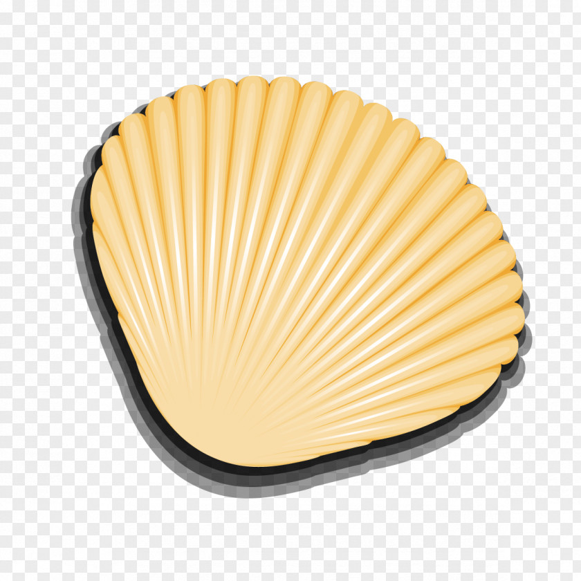 Seashells Vector Material Seashell Euclidean PNG