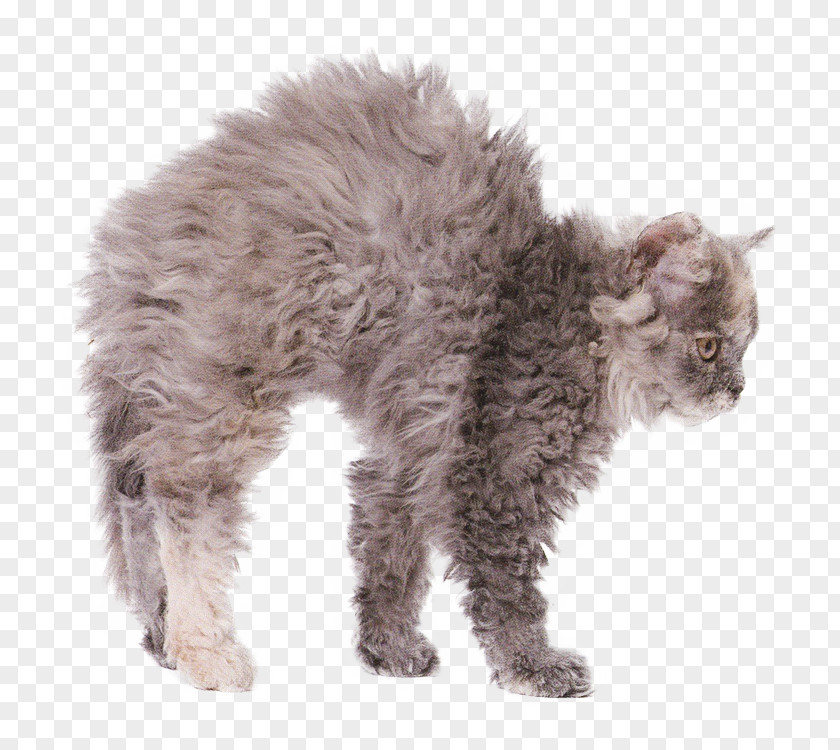 Cornish Rex Kitten Manx Cat Selkirk Domestic Short-haired PNG