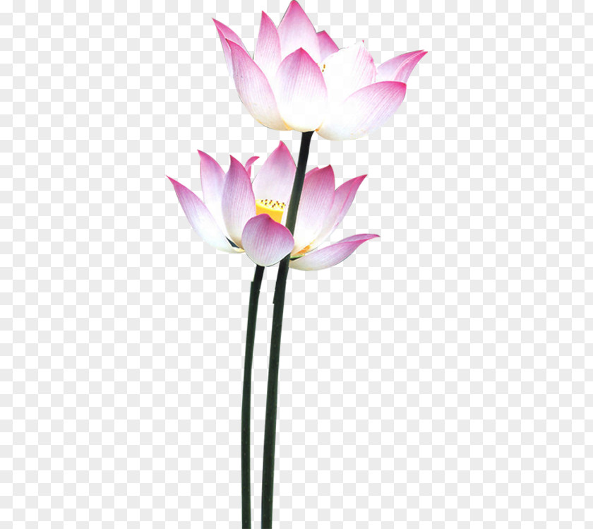 Perennial Plant Proteales White Lily Flower PNG
