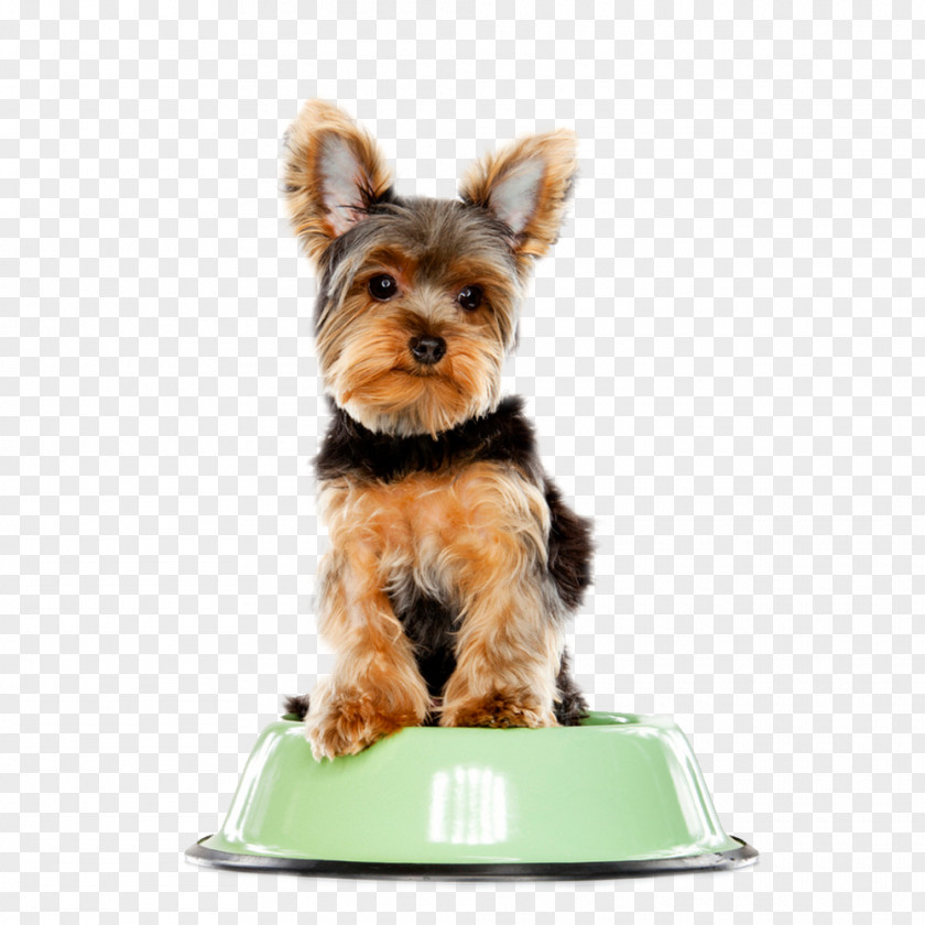 Schnauzer Dog Yorkshire Terrier Bull Standard Scottish PNG