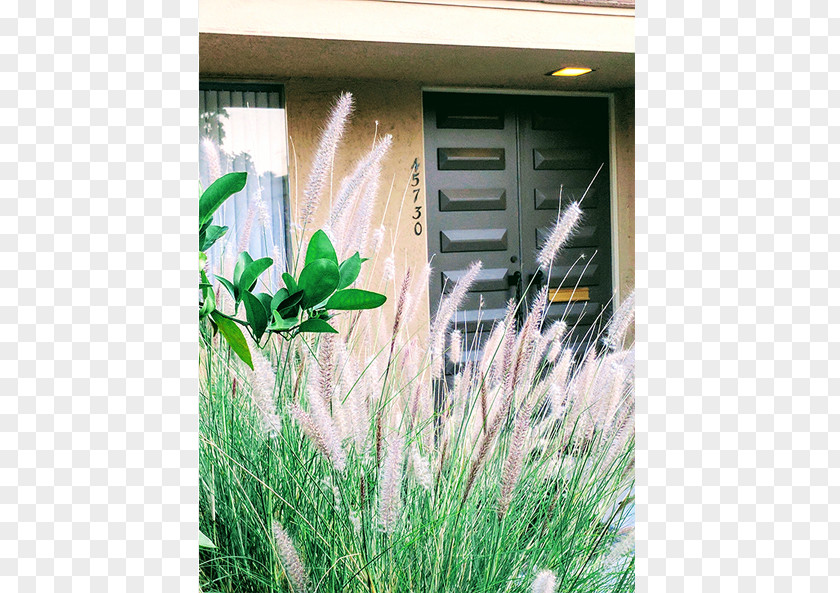 Window Ecosystem Grasses Lavender Family PNG