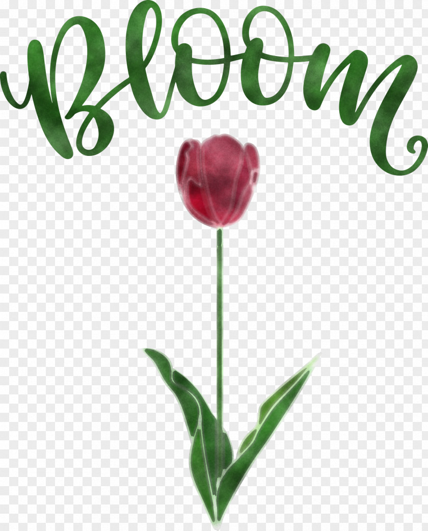 Bloom Spring Flower PNG