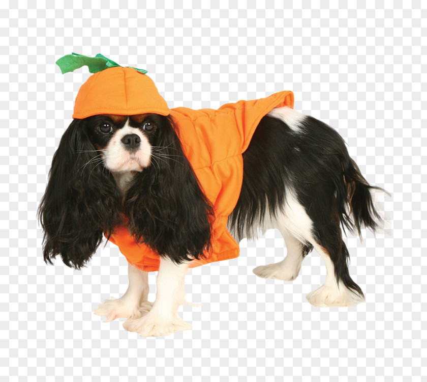 Puppy Cavalier King Charles Spaniel Clothing Pet Dog Breed PNG