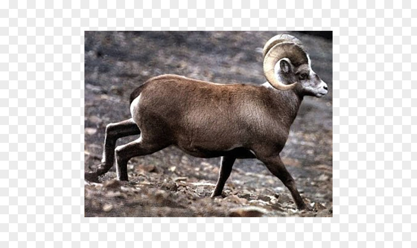 Sheep Argali Length Centimeter Genus PNG