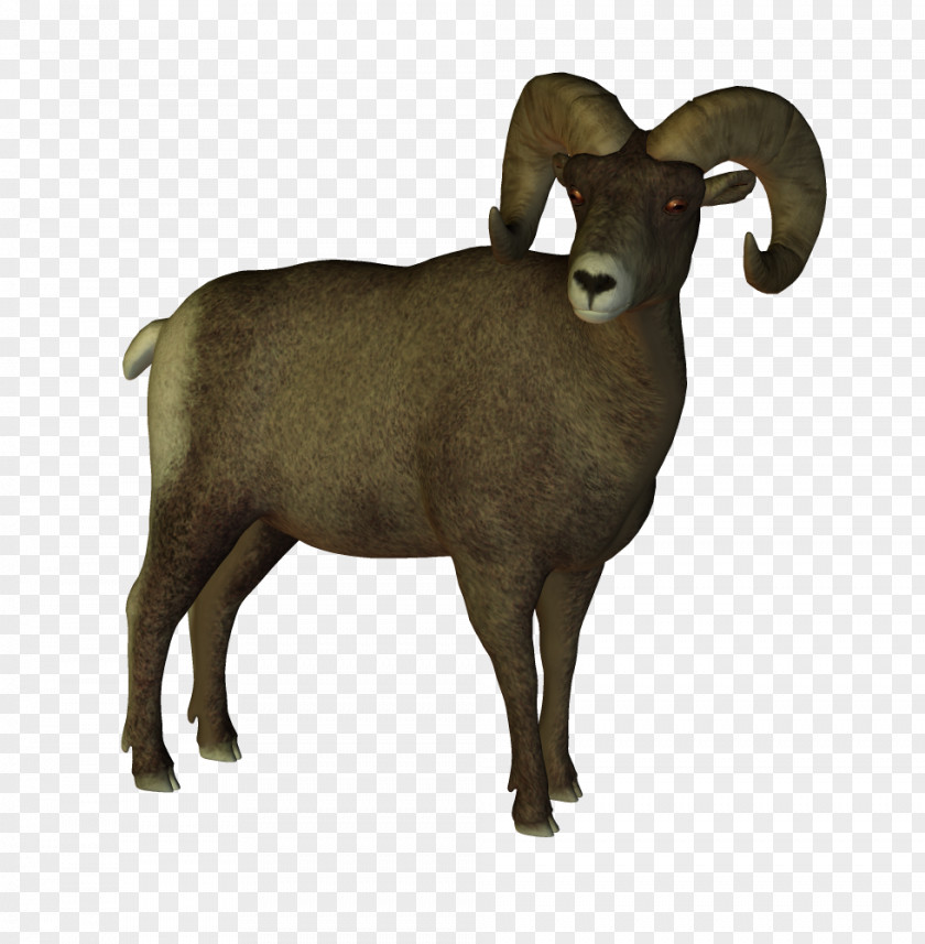 Animals Bighorn Sheep Dall Clip Art PNG