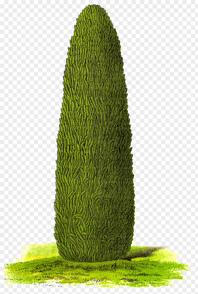 Arborvitae Art Clip PNG