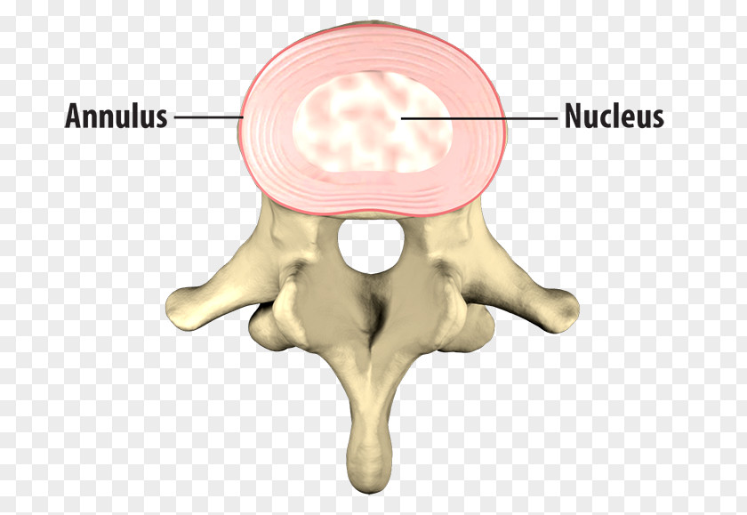 Bone Human Vertebral Column Intervertebral Disc Anatomy PNG