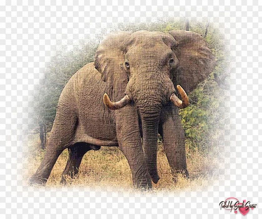 Elephant Watercolor African Bush The Felidae PNG