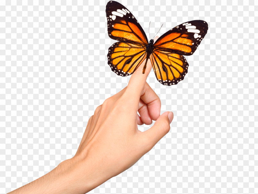 Estetica Claudia Monarch Butterfly Web Hosting Service RU-CENTER Neck PNG