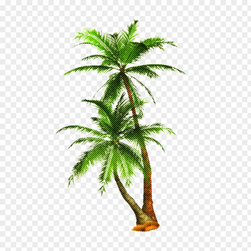 Hemp Family Coconut Palm Tree PNG