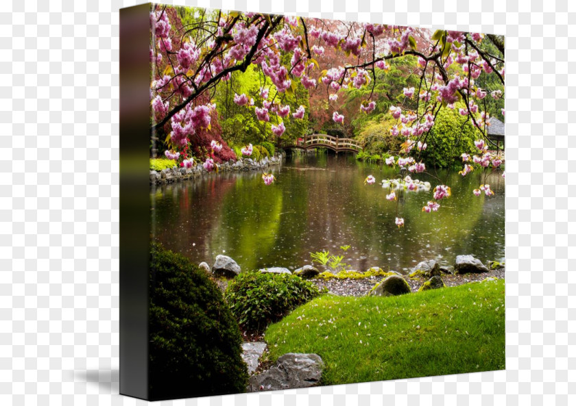 Japanese Landscape Cherry Blossom Botanical Garden Nature Pond PNG