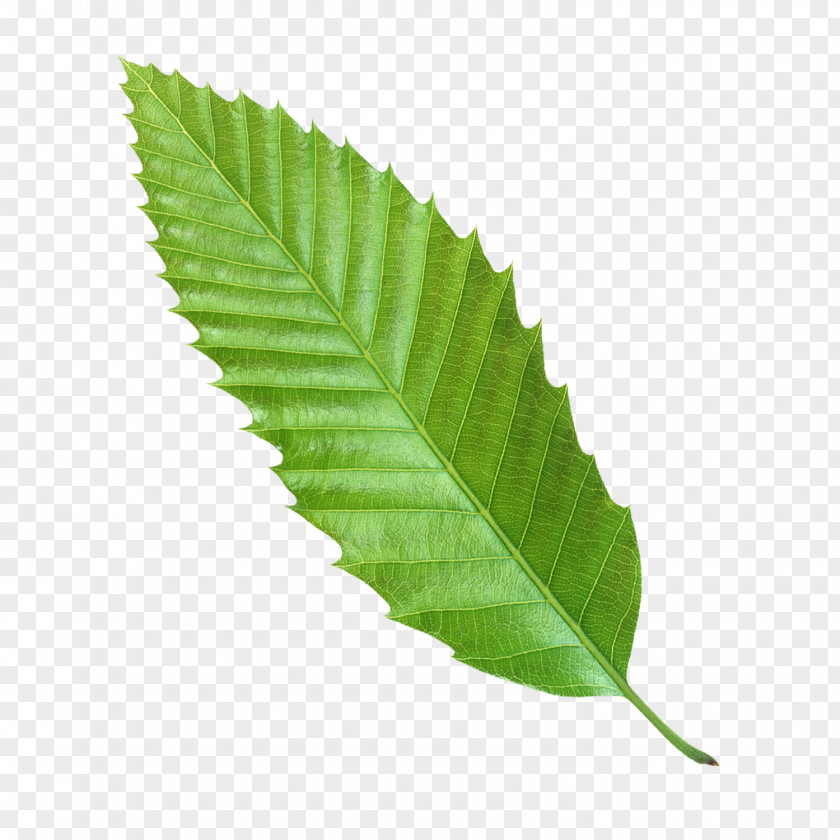 Leaves Leaf Euclidean Vector Green Icon PNG