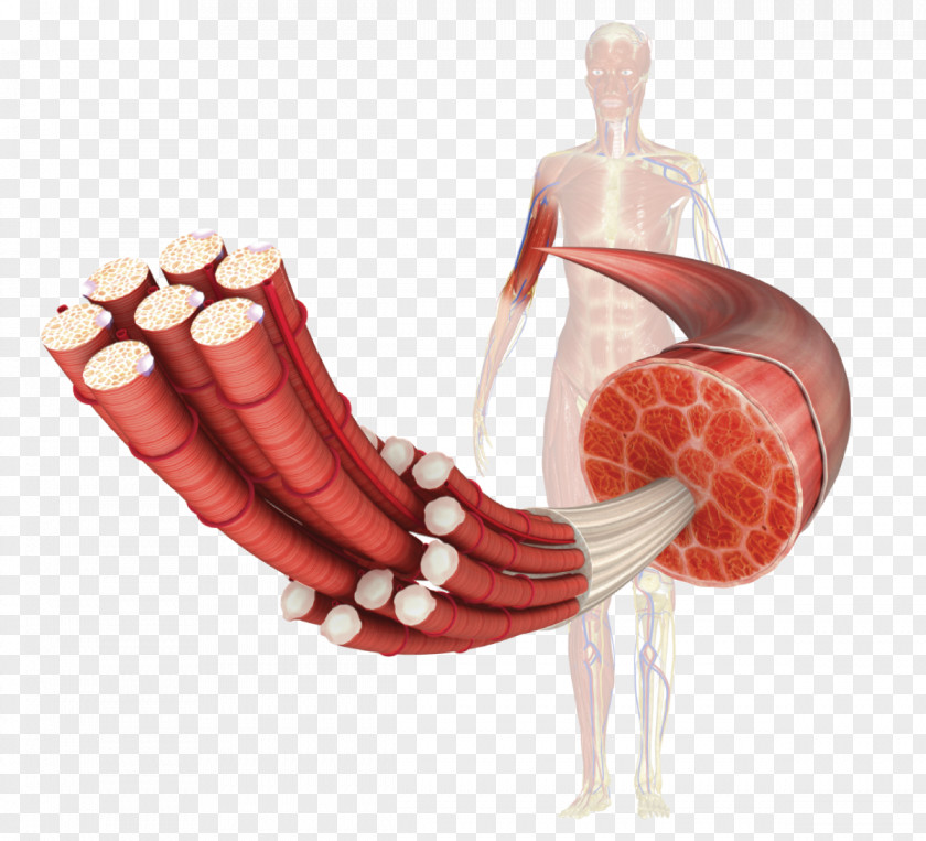 Muscular Dystrophy Duchenne Distrophy Skeletal Muscle Dystrophin PNG