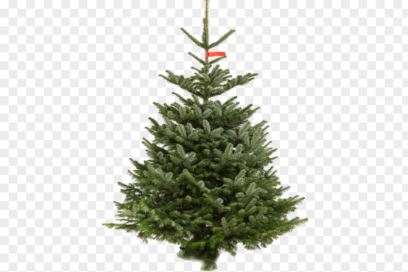 Norway Decoration Nordmann Fir Fraser Artificial Christmas Tree Day National Company PNG