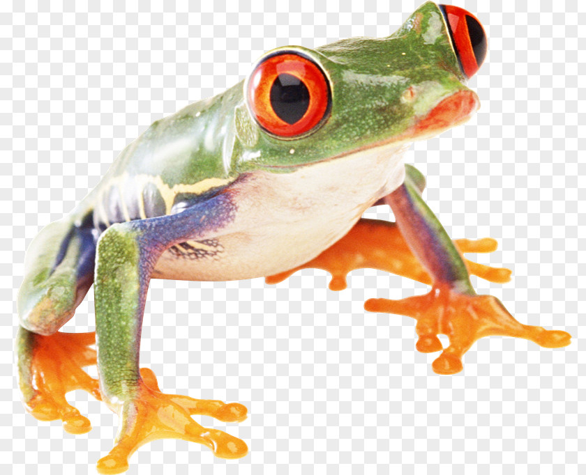 Rana True Frog Amphibians Toad PNG
