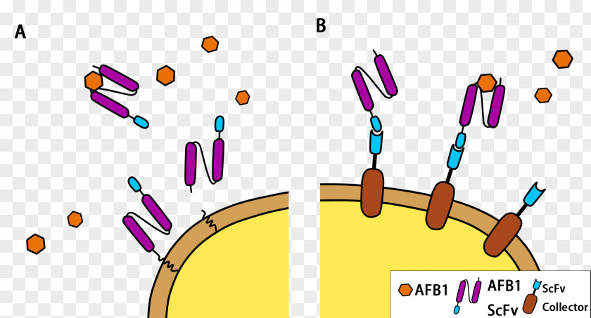 Aflatoxin Cell Toxicity Poison PNG