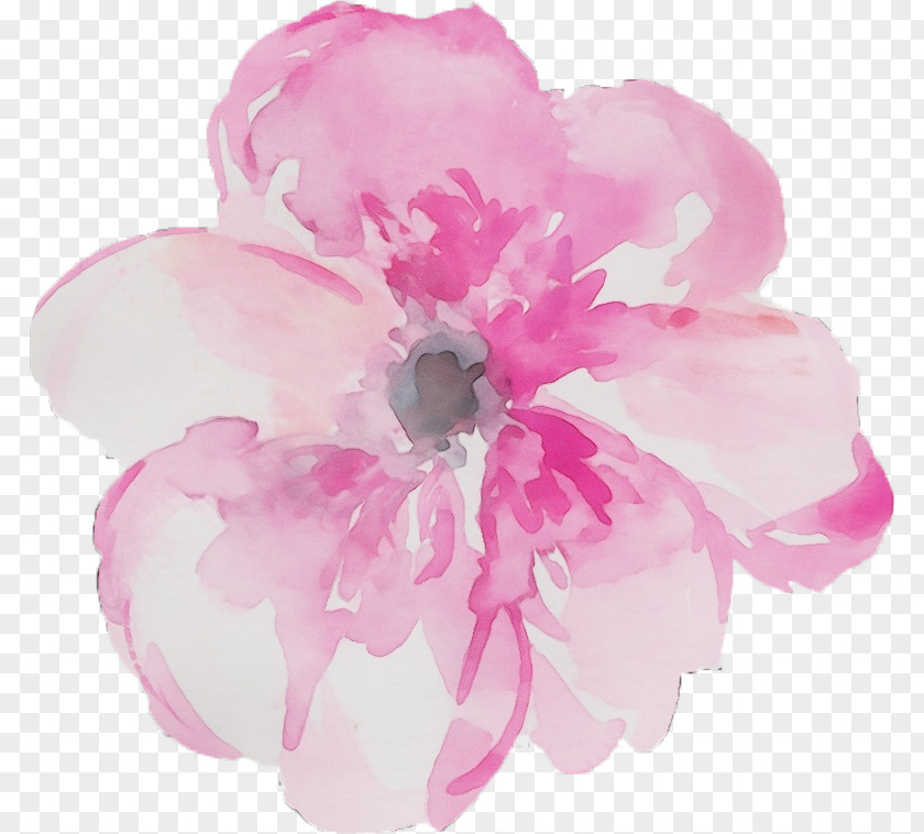 Cherry Blossom Cut Flowers Rose Flower Drawing PNG