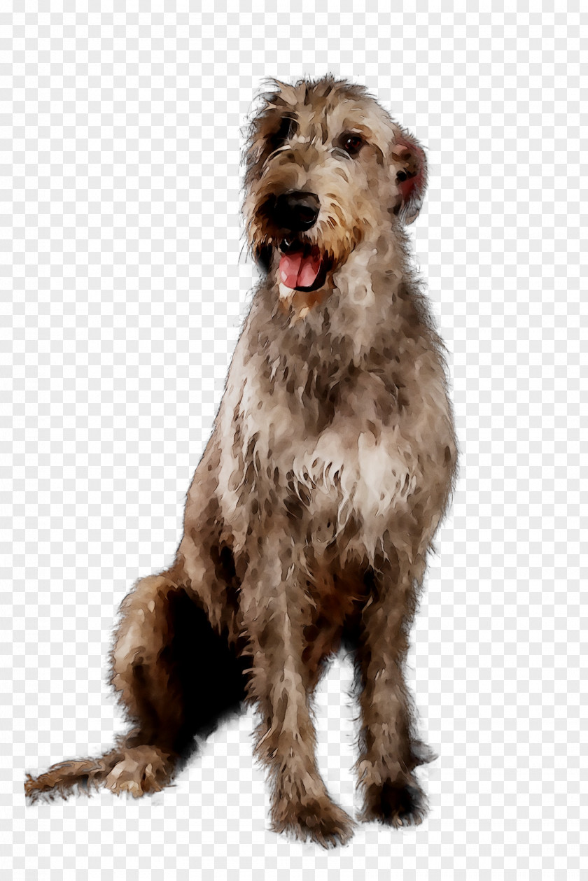 Glen Irish Terrier Dog Breed Dutch Smoushond Soft-coated Wheaten PNG