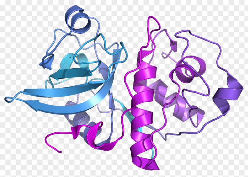 Monstera Actinidain Bromelain Papain Enzyme Cysteine Protease PNG