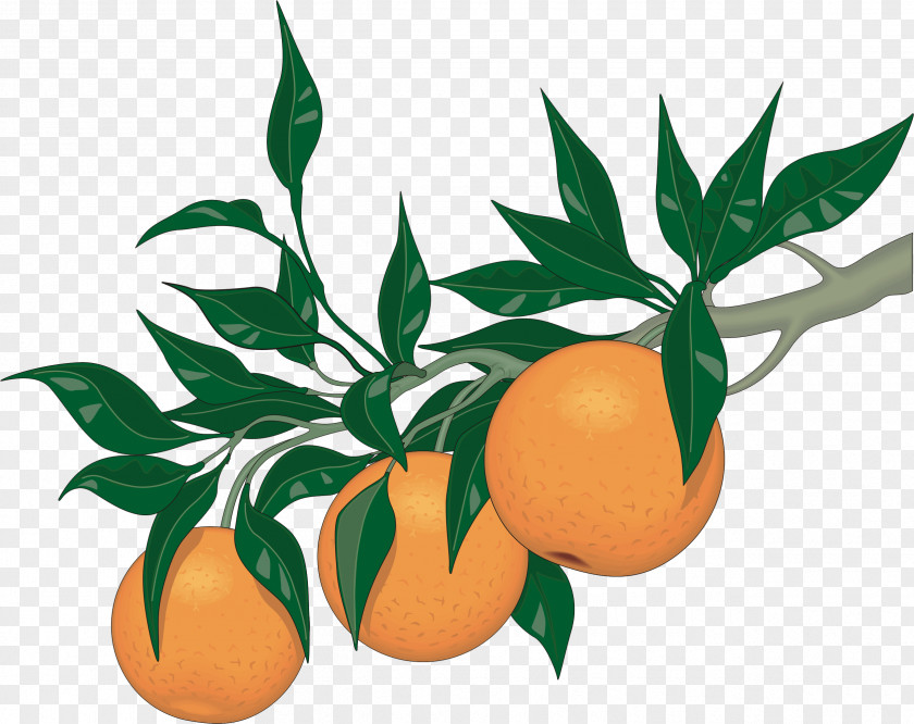 Orange Tree Clip Art Apple Hill Growers Association Vector Graphics Illustration PNG