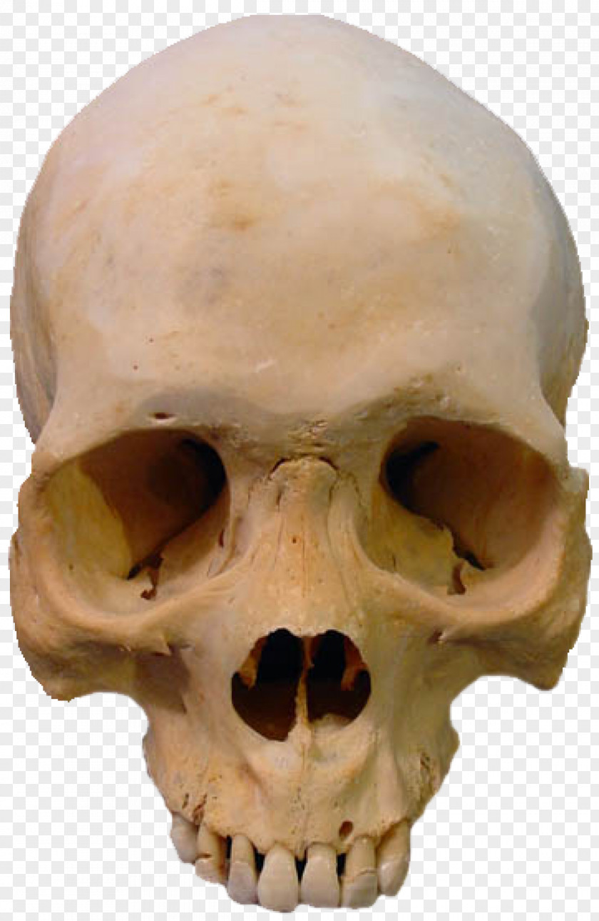 Skulls Skull Skeleton Clip Art PNG