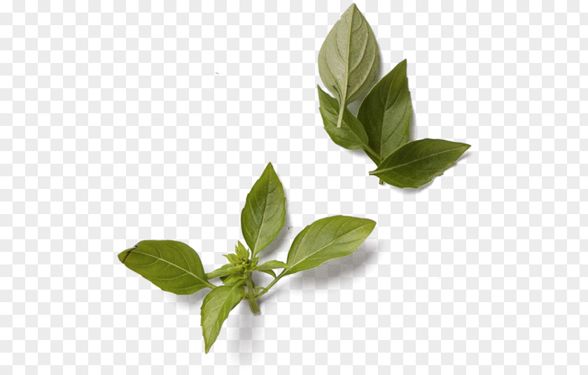 Sweet Basil Leaf Herb Green Condiment PNG