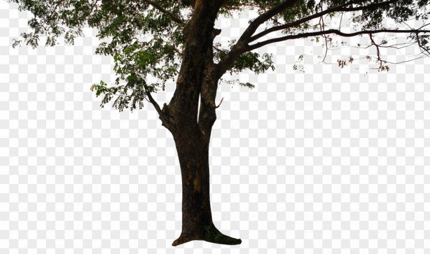 Tree Trunk Thepix Woody Plant PNG