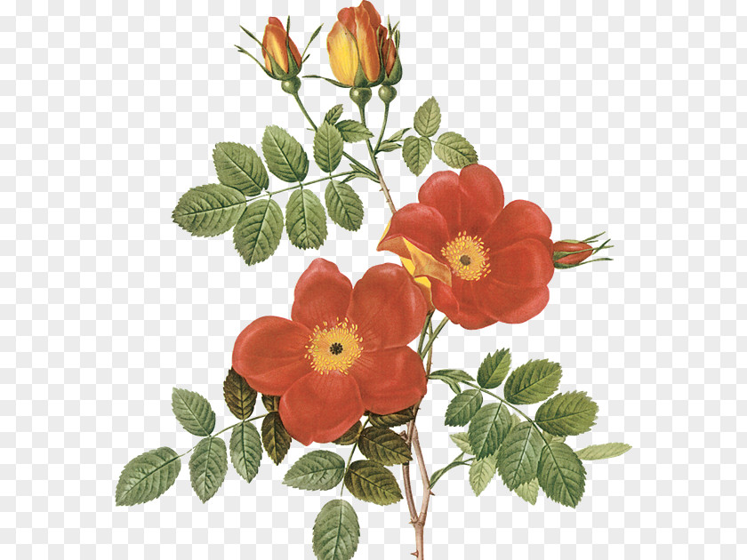 Flowers Sweet-Brier Austrian Briar French Rose PNG