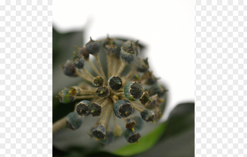 Hedera Organism PNG