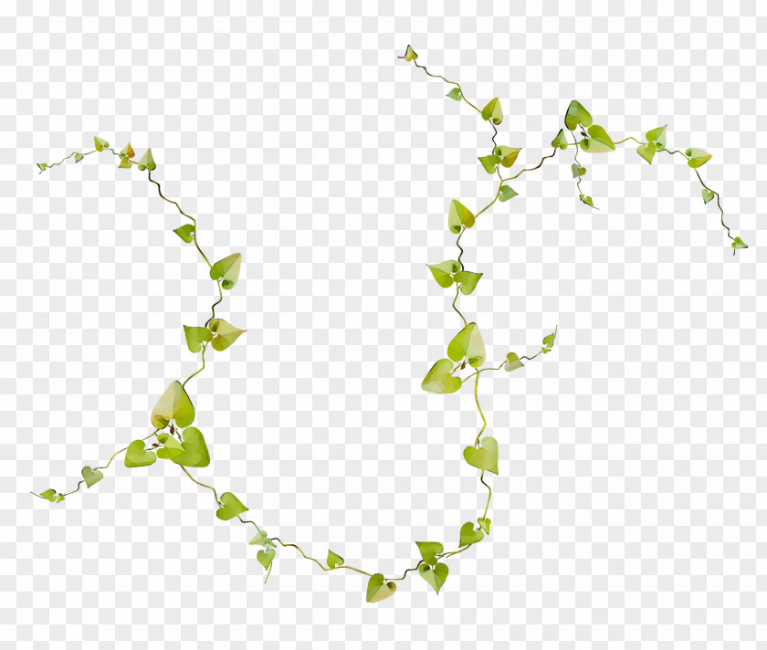 Plant Stem Line Leaf Plants PNG