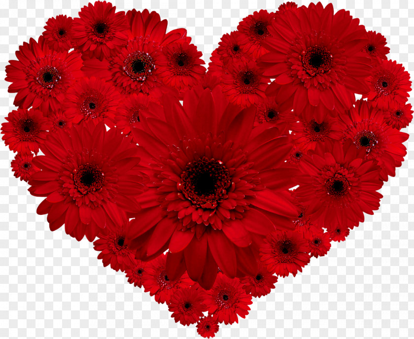 Pomo Vector Transvaal Daisy Flower Red Heart Valentine's Day PNG